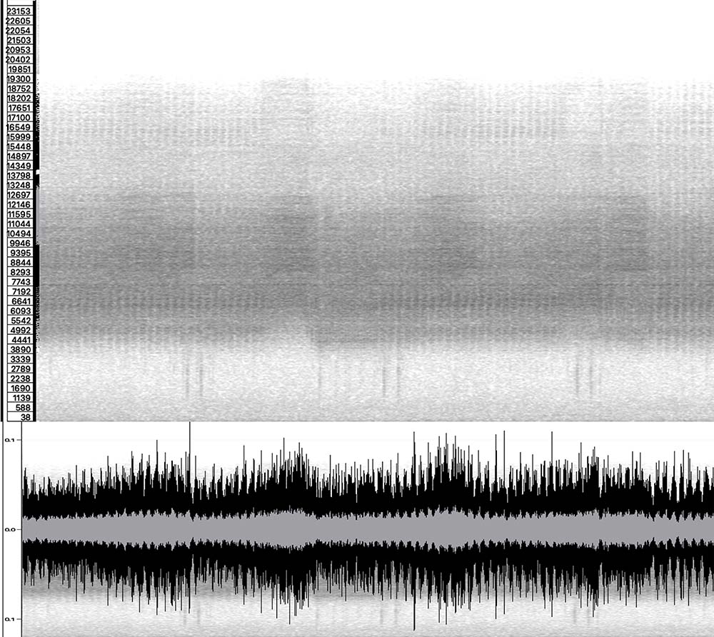 Spectrogram and corresponding waveform of A. zealandica vocalizations. Both the spectrogram and waveform were created using the Sonic Visualiser using a linear 2048 bin window and a dBV2 scale where darker regions correspond to higher energy from a one-minute recording captured on February 7th, 2020 in New Zealand.